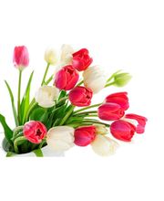 Sologne Flor image 1