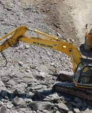 Cardinal Myriam image 4