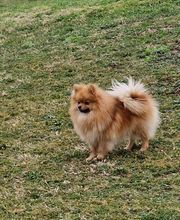 Les Pti Lou de La Colline image 5