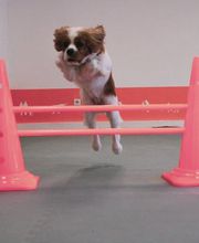 Hundezentrum Lapki Bild 10