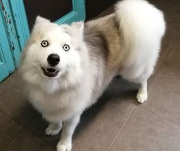 Doggy Chou image 20