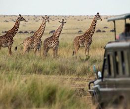 Gamedrive in Namibia