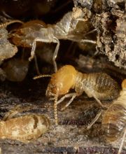 Abando Desinfecciones imagen 15