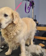 Hundesalon Engstingen Bild 8