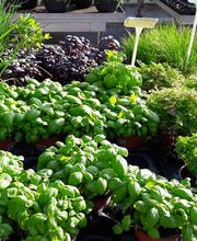 Schwab Fleurs SA Bild 4