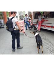 Hundeschule Mosig Bild 3