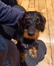 Binôme A 3 Education Canine image 7