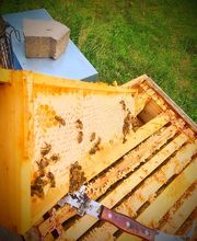 Saarimkerei Gaul Bild 10