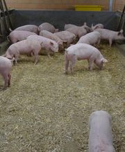 Schenkerhof, Schweinefleisch, Däniken