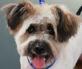 Chanadog image 11