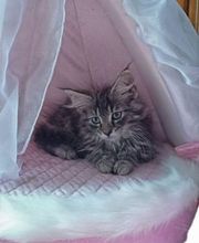 Chatterie de l'Alantolie image 12