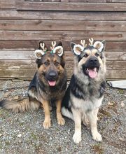 Etho'dog by VJ image 1