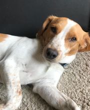 Animalia vitalis Bild 1