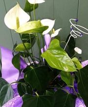 planta.jpg
