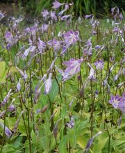 Staudengärtnerei David Müller Bild 45