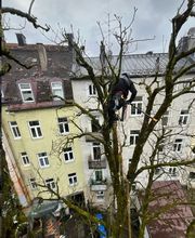 Treevarna Baumpflege München Bild 5