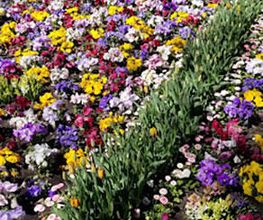 Blumen Steinhilber Weiden Bild 8