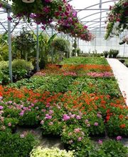 Jardinerie Champs Fleurs image 10