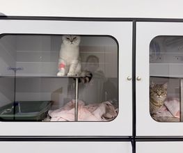 Katzen-Praxis.ch Bild 7