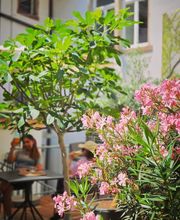 Café Grüner Salon Bild 3