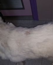 CLÍNICA VETERINARIA DEL VAL imagen 3