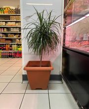 Boucherie Souk El Nour image 14