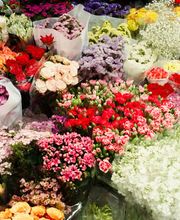 Blumen Kaiser Bild 1