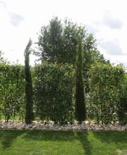 Frys Paysage SAS image 13