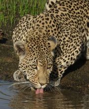 Loosli Reisen Bild 8