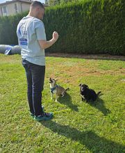 Murmure canin image 6