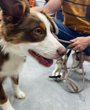 Tom&Co Saint-Nicolas-de-Port image 7