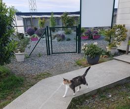 Cani-breizh image 20