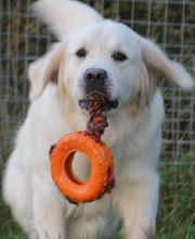 Schall´s Kennel Bild 4