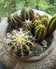 Hertig Fleurs Bild 7