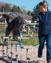 Hundeschule Guggisberg Bild 13