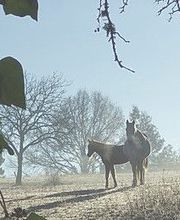Ferme Equestre la Fontaine image 11