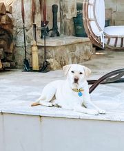 Independence Veterinary Clinic image 5