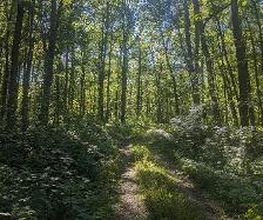 FriedWald Fahner Höhe Bild 4