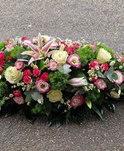 Hellebore image 15