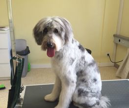 Hundesalon in Liestal - Wir bieten den Tieren eine professionelle Fellpflege. Ein liebevoller und herzlicher Umgang mit Ihrem vierbeinigen Familienmitglied ist für uns oberstes Gebot!