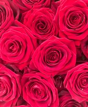 Blumenhaus Frankenstein Bild 1