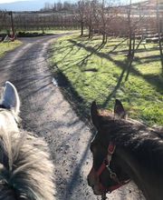 Reit- und Fahrstall Enderli Bild 14