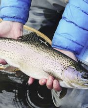 Pigrusa Pisciculture de la Gruyère SA Bild 7