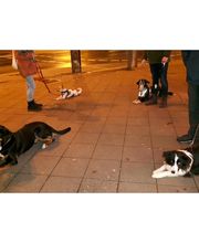 Hundeschule Mosig Bild 1