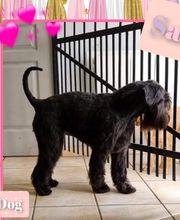 Indiana Dog image 12