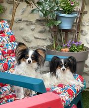 L'ETOILE D'OURALE image 7