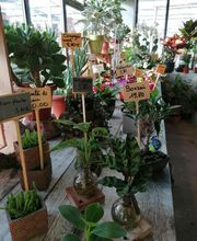 Les Jardins d'Elise Maison Lapierre image 5