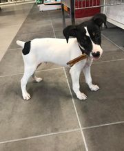 Halle aux Croquettes Labatut image 2