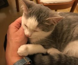 Comme Un Chat image 7