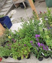 Wildpflanzengärtnerei Flora di Berna Bild 10